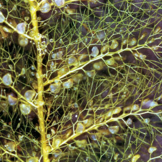 close up image of a bladderwort plant with its bladder-shaped traps along the stem