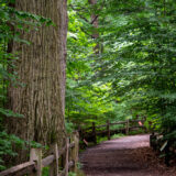 a path winding around a large tree in the Thain Family Forest