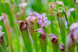 Hybrid Pitcher Plant (Sarracenia x excellens)