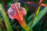 Hybrid Pitcher Plant (Sarracenia 'Judith Hindle')