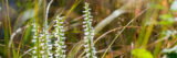 Small white orchids grow on tall green stems in a natural setting