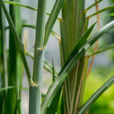 Thin green stalks of sugarcane with blue sky beind them.