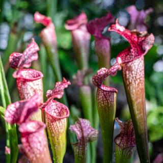five white-topped pitcher plants with their traps open