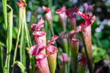 five white-topped pitcher plants with their traps open