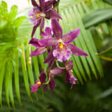 a purple and yellow speckled orchid hanging from a stem in front of green plants