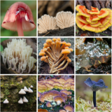 Top row: Bleeding Fairy Helmet (Mycena haematopus); Splitgill Mushroom (Schizophyllum commune); Chicken of the Woods (Laetiporus sulphureus); Middle row: Crown-tipped Coral Fungus (Artomyces pyxidatus); Velvet Foot (Flammulina velutipes); Crystal Brain Fungus (Myxarium nucleatum); Bottom row: Porodisculus pendulus; Violet-toothed Polypore (Trichaptum biforme); Verdigris Navel (Arrhenia chlorocyanea);