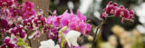 light purple, white, and burgundy orchids outdoors