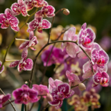 speckled purple and white orchids on a stem