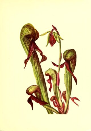 Illustrations of North American pitcher plants