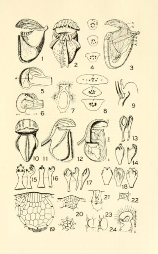 a chart with details about various carnivorous plant parts