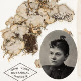 Collage of dried plant collections and collectors featuring black and white oval images of prominent female cryptogamic botanists.