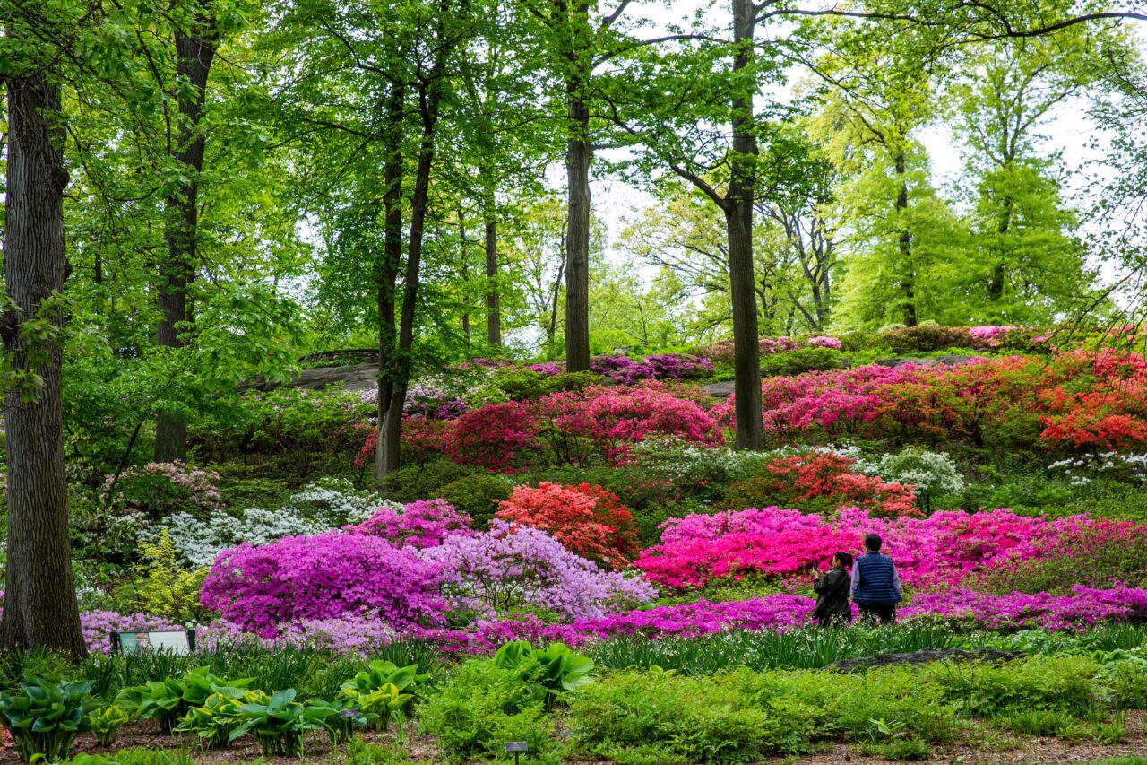 Azalea Garden Visitors