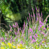 Bright purple flowers bloom in the sun atop long green stems