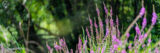 Bright purple flowers bloom in the sunlight atop long green stems