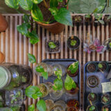 A vertical photo of small plant clippings growing in a selection of water jars