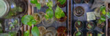 A vertical photo of small plant clippings growing in a selection of water jars