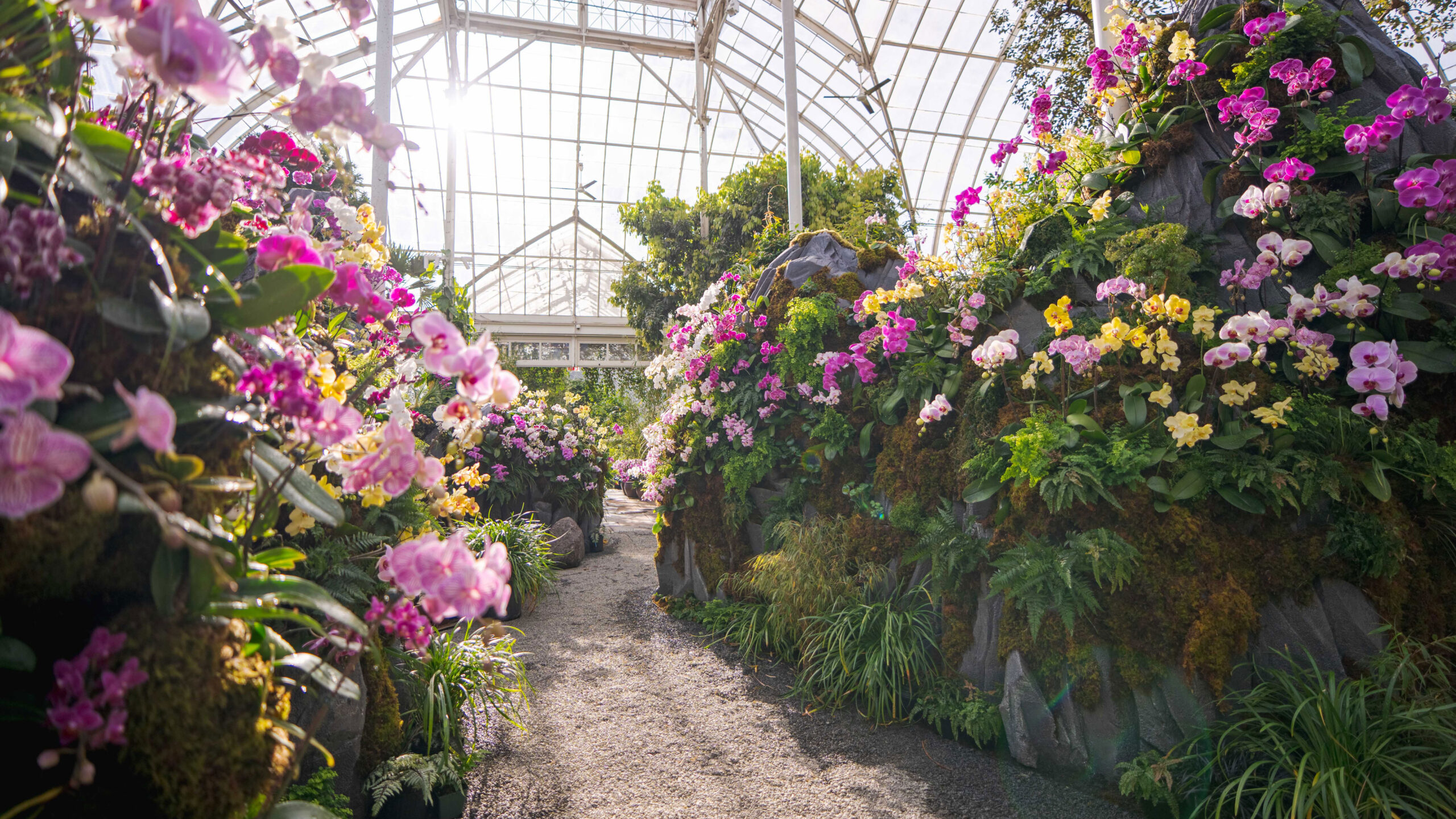 Bright pink, yellow orchids along green mossy large rocks inside a glass dome marking a stone pathway.
