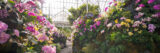 Bright pink, yellow orchids along green mossy large rocks inside a glass dome marking a stone pathway.