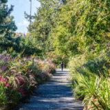 Pink, purple, green lush overgrown plants and flowers hang over a cement path with large green trees on the side while in the far distance a person is standing.