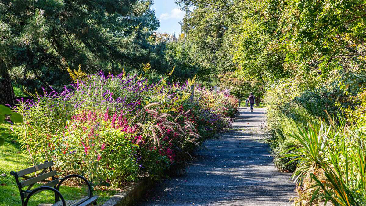 Pink, purple, green lush overgrown plants and flowers hang over a cement path with large green trees on the side while in the far distance a person is standing.