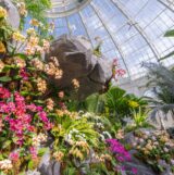 The Orchid Show: Natural Heritage