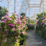 The Orchid Show: Natural Heritage