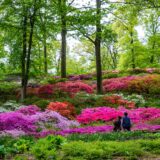 Azalea Garden Visitors