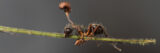 An ant with a fungus growing out of its head sits on a green stem.