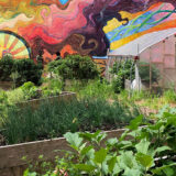 Lush green planting beds with a clear plastic covering for a green house in front of a very colorful sun and face painted on a wall mural.