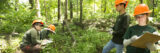 Four people in matching green shirts and orange hard hats perform research in a sunny forest