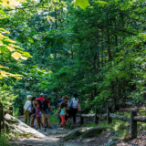 A group of people enjoy a tour through a bright green forest