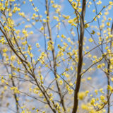 yellow spicebush tree