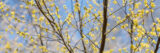 yellow spicebush tree