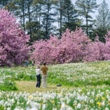Two people stand in a grassy field, enjoying the view of pink cherry blossoms and white and yellow daffodils surrounding them