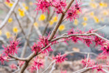 Bright pink flowers like party streamers grow along brown tree branches