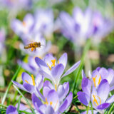 A honeybee flits over a field of bright purple flowers