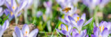 A honeybee flits over a field of purple flowers