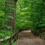 A wide forest trail, covered in fallen brown leaves, winds through the woods, surrounded on either side by rich green summer foliage, with a prominent, large-trunked tree to the left
