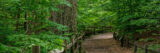 A wide forest trail, covered in fallen brown leaves, winds through the woods, surrounded on either side by rich green summer foliage, with a prominent, large-trunked tree to the left