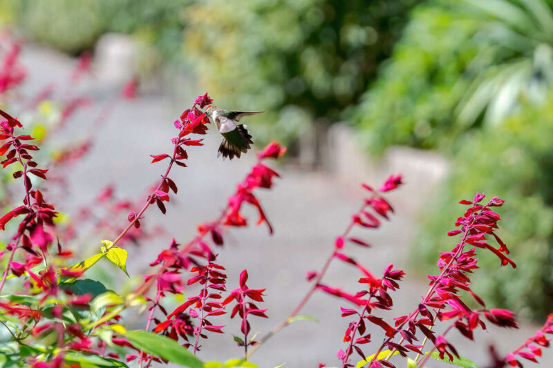 A small gray and green hummingbirds flits between spikes of bright fuchsia flowers on a sunny day