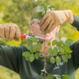 A person in a green sweatshirt and tan gloves uses a pair of shears to prune a green plant