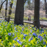 several bluebells within ferns and tree trunks in the background of the image