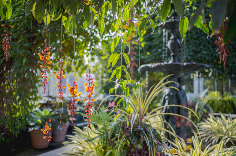 Delicate red and yellow flowers hang from vines in a green conservatory space