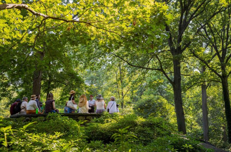 A group of people gathers for an exploration of a verdant green forest