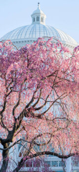 Pink flowers on a tree in front of a glass dome conservatory.