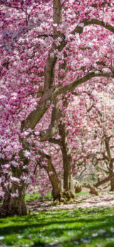 Green grass at the bottom with a pink flower filled tree in the middle of the view and brown tree trunk of the mixed pink magnolia tree.