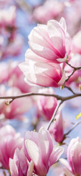Large close up of dark pink and light pink fluffy looking flowers of a magnolia tree.