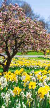 Lots of yellow and white daffodils on the bottom of a field with a pink flowered tree coming out from the left of the image and a little blue sky in the top right.