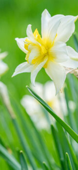 Close up of a white and yellow daffodil with green stalks of grass blurred in the background.