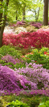 Bright pink, green, and white flowers, with dark brown trees along the sides of the Azalea Garden.